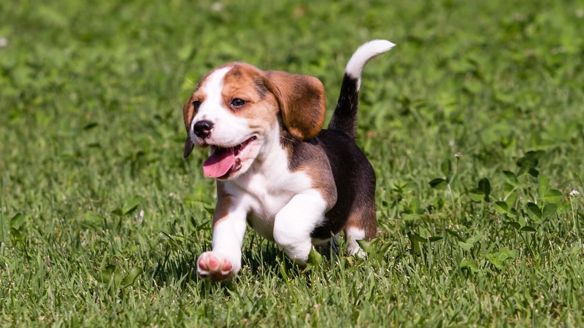 beagle dog